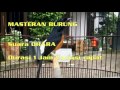 Master Burung Murai Batu Mirip Ohara Durasi Panjang Omkicau(.mp3 .mp4) Mp3 - Mp4 Download