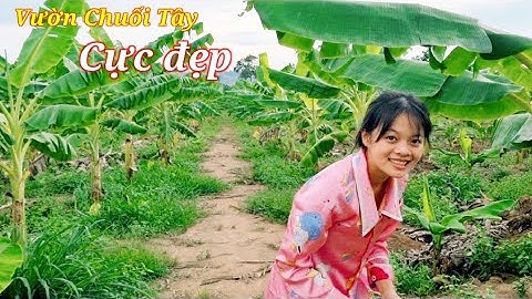 Vườn Chuối Tây Thái Lan cực đẹp | Thu Ngân Channel