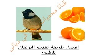افضل طريقة تقديم   ? البرتقال للطيور