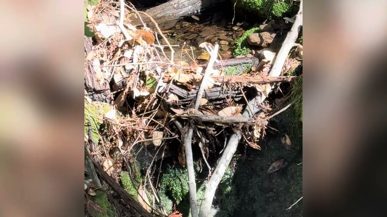 80 acres for sale in Boulder Creek, California. ￼