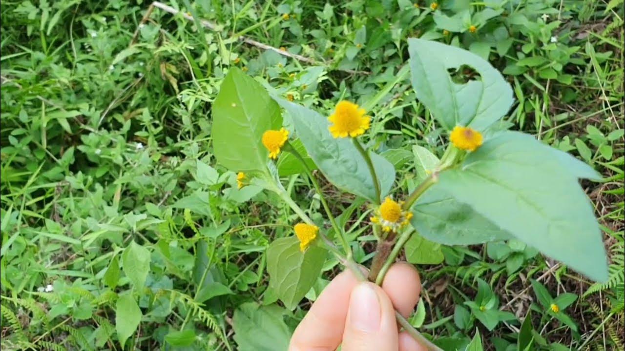 ĐI ĐÂU GẶP CÂY NÀY HÃY MANG VỀ TRỒNG NGAY NHÉ CÁC BÁC . DƯỢC LIỆU QUÝ ĐA CÔNG DỤNG- CÂY NÚT ÁO - YouTube