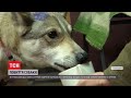 У Львівській області підлітки побили пса металевою палицею, а потім викинули його на смітник
