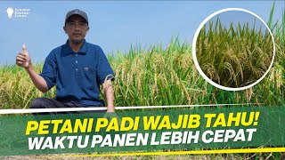 TRIK JITU TANAM PADI ‼ CUKUP PUPUK 1 KALI