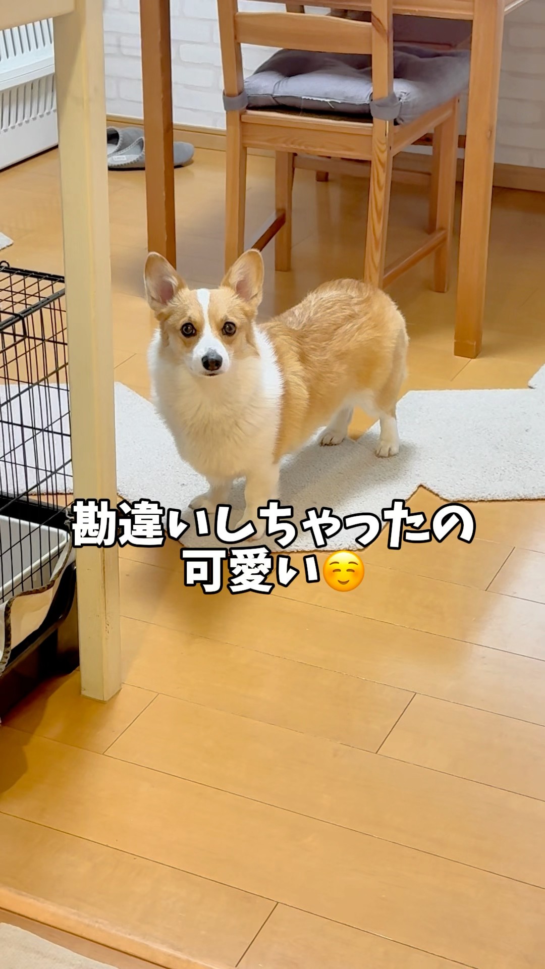 しっかり者のココちゃんのちょっと間抜けで可愛い勘違いでした