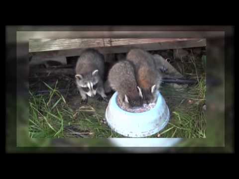 Baby raccoon drinking milk, immersing its head in a bowl.