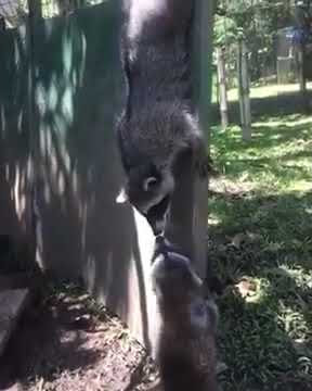 Raccoons Pepper and Wendy