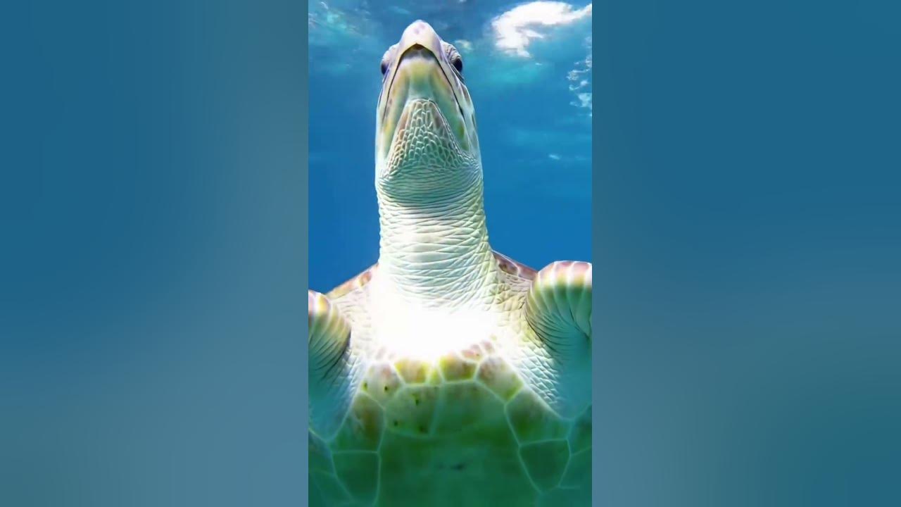 Slow progress is still progress. Just ask the turtle. 🐢💫