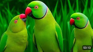Parrot Sound|Parrot Talking Videos|Parrot voice|mitthu ki awaaz|Tote Ki Awaaz| #parrot 
