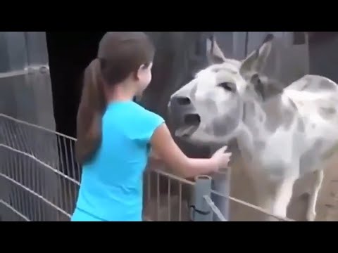 Животные Вернулись к Хозяевам СПУСТЯ ГОДЫ! 😢 Встреча с Животными После Долгой Разлуки