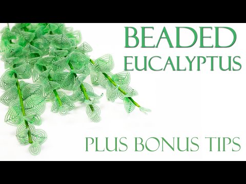 Vidéo: Eucalyptus en forme de bâtonnet: description, photo, distribution, propriétés médicinales