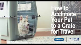 How to Acclimate Your Pet to a Crate for Travel