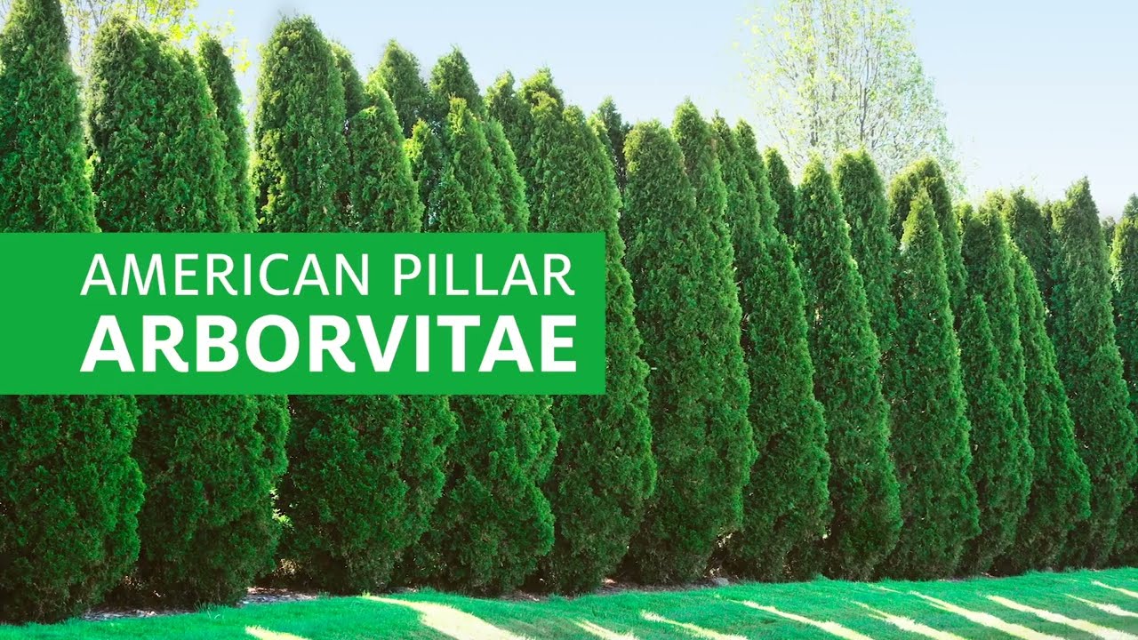 YouTube Video Banner of Full Speed A Hedge® American Pillar Arborvitae