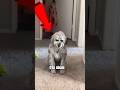 3 SINAIS que seu CACHORRO te vê como líder #curiosidades #memes#cachorro