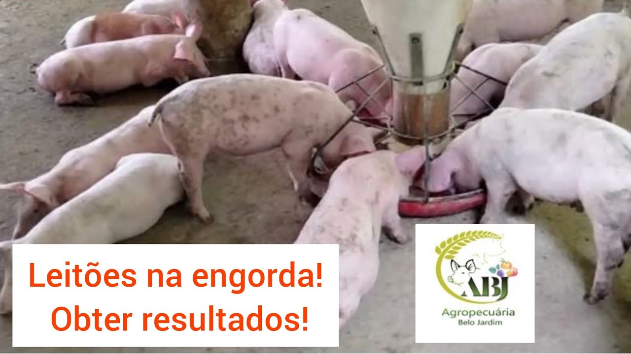 LEITÕES NA ENGORDA, o que fazer para obter bons RESULTADOS!
