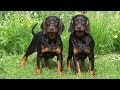 60 Seconds Of Cute Black And Tan Coonhound Puppies! の動画、YouTube動画。