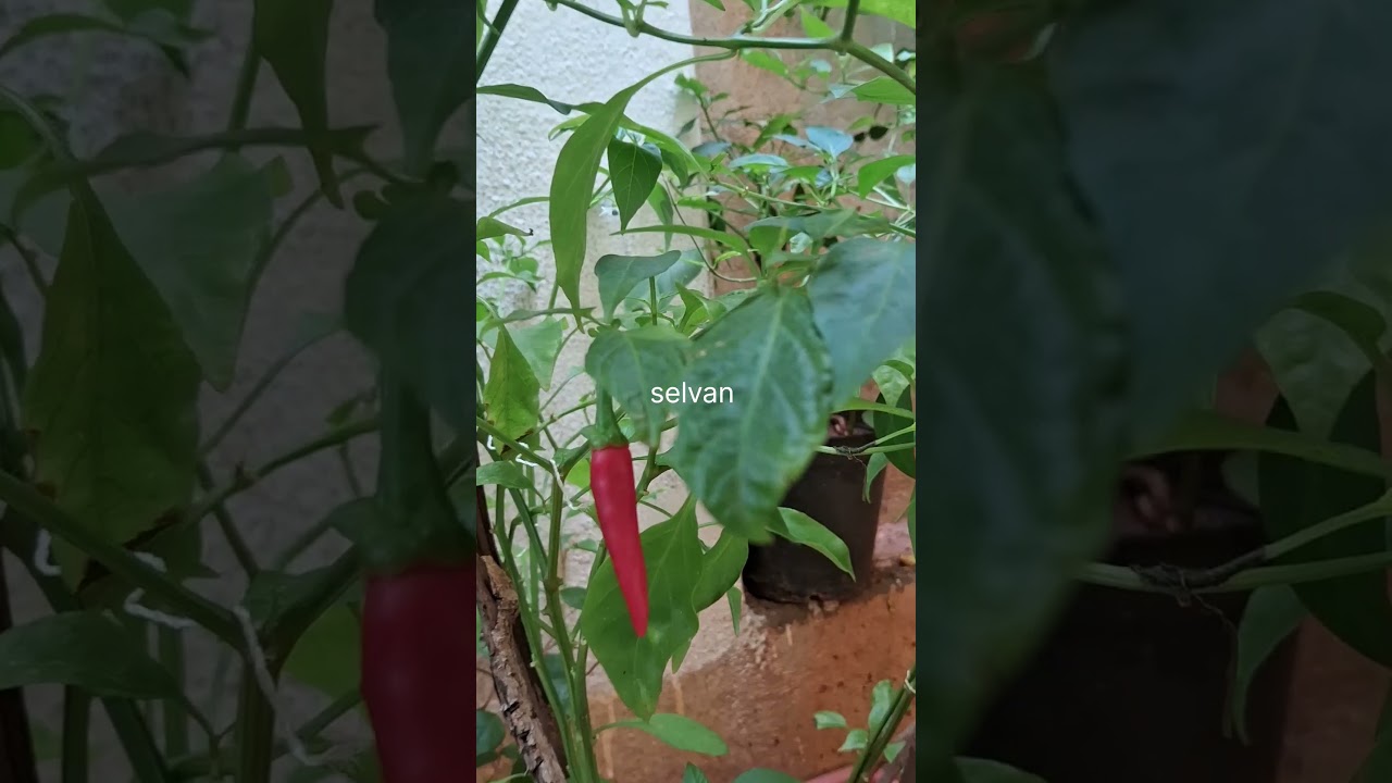 Red chilli சிகப்பு மிளகாய் #garden
