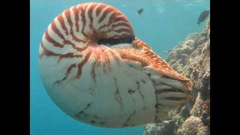 The Chambered Nautilus