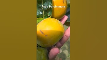 Fuyu Persimmons are almost ready! #shorts #persimmon #backyardgardening