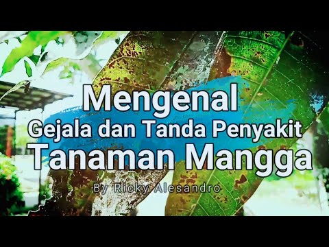 Mengenal Penyakit Cendawan Jelaga Pada Tanaman Mangga