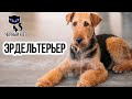 ✔ Эрдельтерьер - универсальная порода. Собака, сочетающая качества охранника, охотника и компаньона