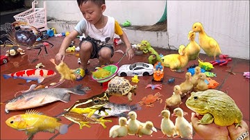 Tổng hợp video cá cảnh đẹp, động vật dễ thương , thỏ Vlog bắt cá sấu , rùa mini , cá koi , beta ,vịt