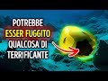 Strana sfera dorata scoperta nell'oceano – Cos'è?