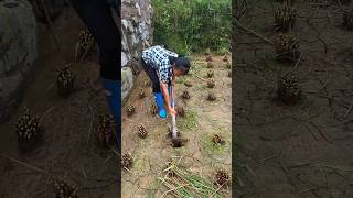 The Amazing Process Of Catching Fish By Uprooting Rice Plants