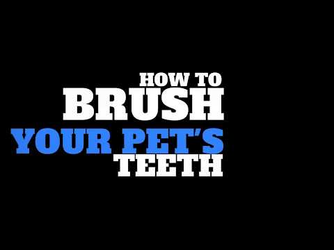 How to Brush Your Pet's Teeth