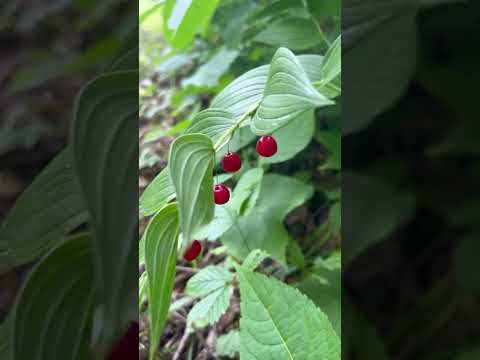 Video: Zijn twinberry-bessen eetbaar?