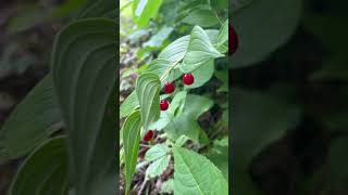 What Is That Red Berry? Are These 22 Common Berries Edible, Or Not?