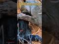 Lions Fierce Buffalo Hunt #shorts #wildlife #animals #lions #wildanimals #africa #viral #viralshorts
