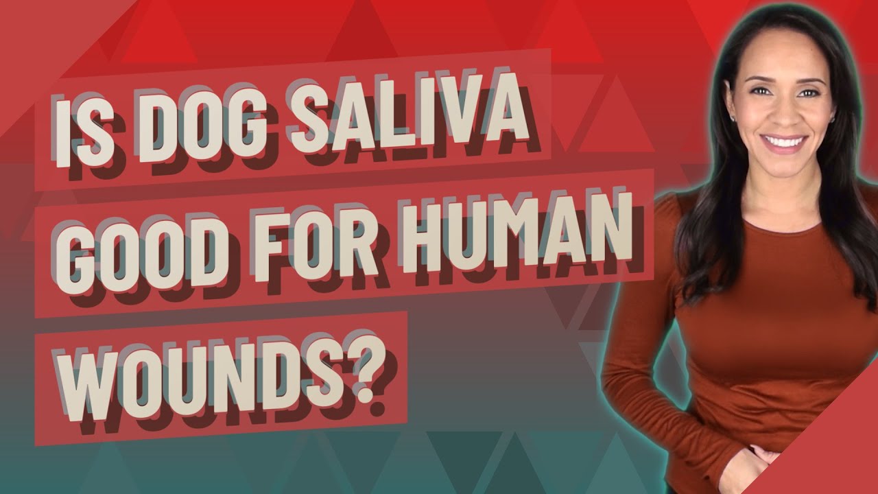 Is dog saliva good for human wounds? YouTube
