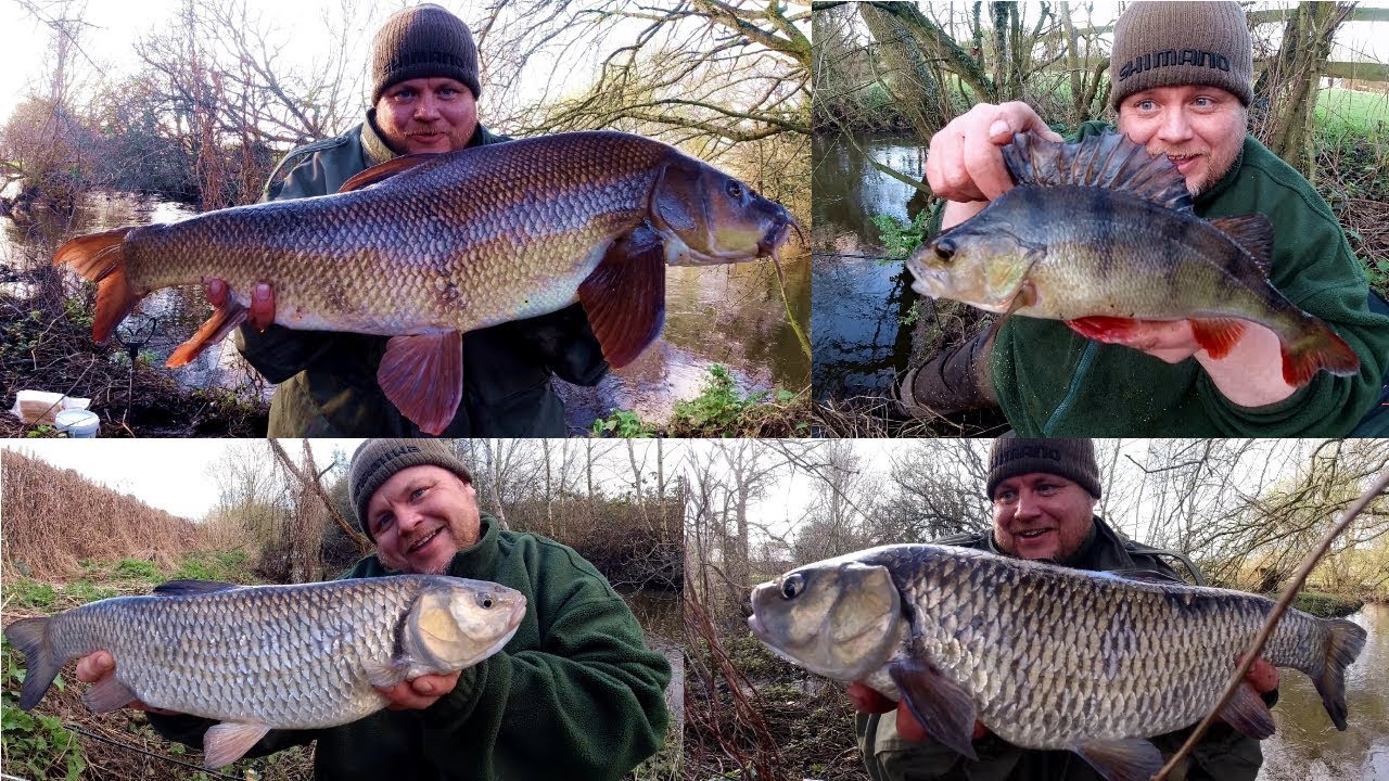 Small River Fishing Big Barbel Brassy Chub & Perch! (Video 160