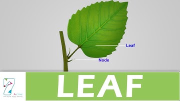 LEAF