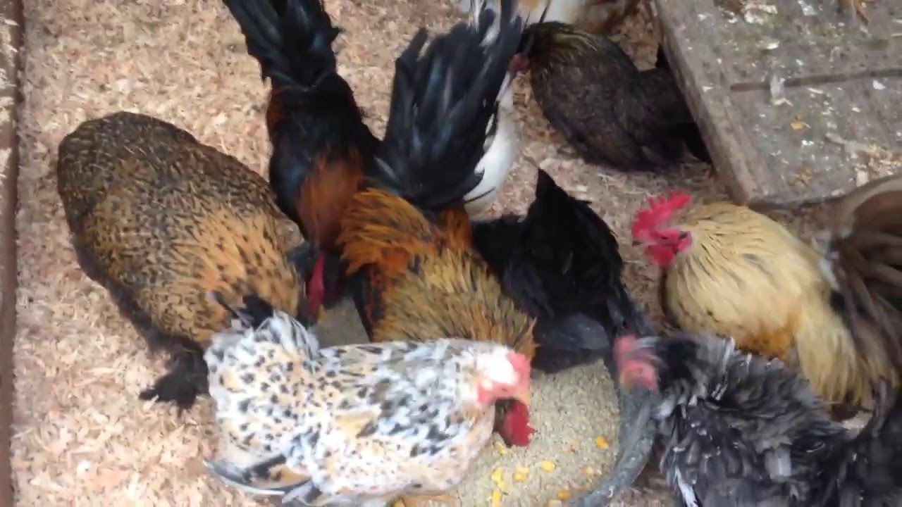 Serama Cockerels For Sale