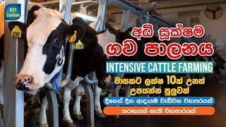 සුපිරි ගොවිපල,Cattle rearing method,Intensive Farming ,Cattle Farm,BST Saman,