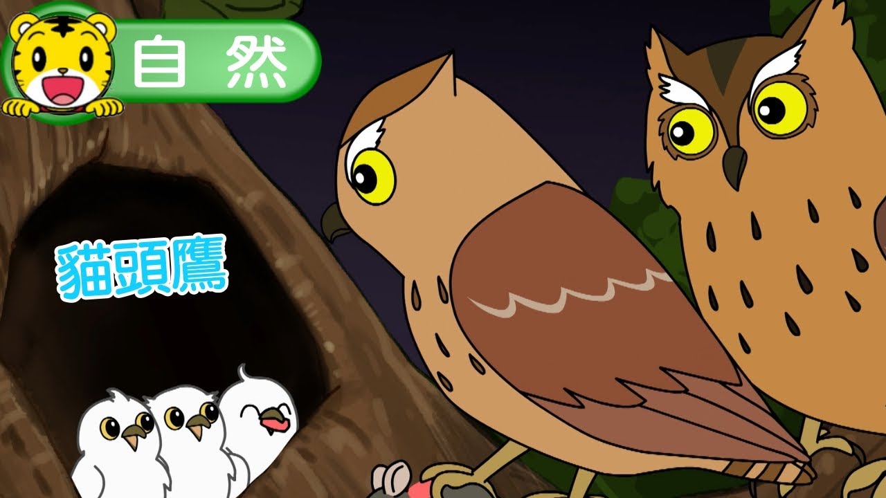 2025年3月號成長版【自然大發現】貓頭鷹