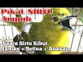 PIKAT SIRTU CIPOH mp3 - Pikat Suara Ribut Sirpu AMPUH!! suara jantan betina   anakan