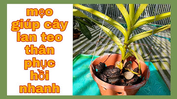 CÁCH PHỤC HỒI CÂY LAN BỊ NHĂN LÁ VÀ TEO THÂN. T591#hoalantuyenha