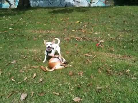 Dogs rolling in poop - YouTube