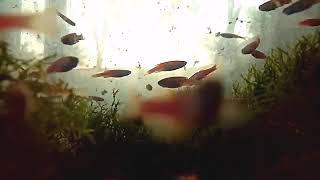 aquarium fish | backsong nature by zoen loekira 9 views 1 year ago 1 minute, 1 second