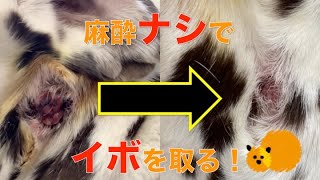 凍結治療 イボなど体表の良性腫瘍 木場きたむら動物病院 江東区 門前仲町駅 木場駅