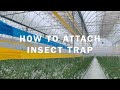 INSECT TRAP (EP.2) &quot;How to attach &quot;  I Agri Solutions Asia