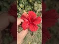 🌺🌺🌺.  #flowers #redflower #nature #naturelovers #beautiful #birds #chirpingbirdsounds #hibiscus