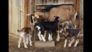 Goat Bleating - Sound Effect