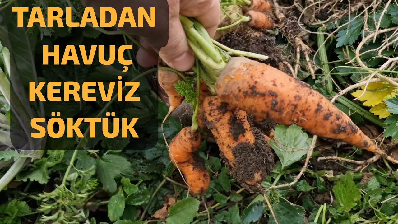 KARALAHANA TARLASINDA NELER VAR NELER🌿⁉️ 