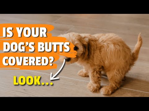 5:15 5:15 Now playing, CONSTIPATION in DOGS: 🐶💩 Causes, Symptoms, and Remedies 5:15 5:15 Now playing, CONSTIPATION in DOGS: 🐶💩 Causes, Symptoms, and Remedies