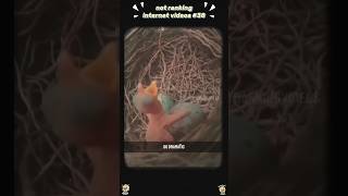 This Bird Needs An Oscar For That Performance 🎭😭 #funny #fails #core | Try Not To Laugh Core
