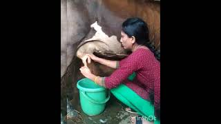 Cow Milking Video
