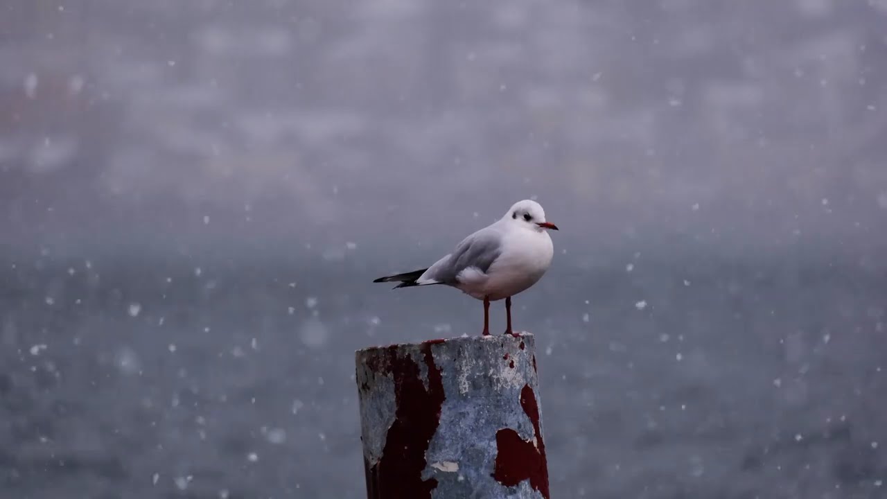 Después del Frío, Sale el Sol, Piano Instrumental de Esperanza